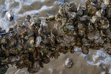 Austern am Strand