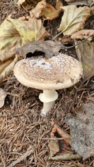 panther cap (Amanita pantherina) is a poisonous mushroom found in various regions worldwide, primarily in temperate forests. It belongs to the Amanita genus, known for including both highly toxic and
