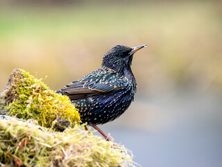 Star (Sturnus vulgaris)