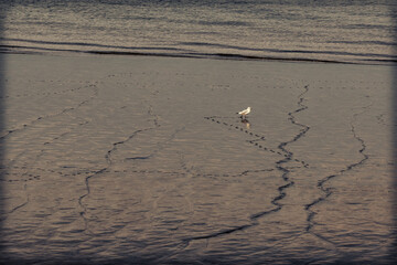 Eine einsame Möwe am Strand