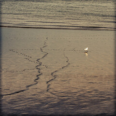 Eine Möwe am Strand hinterlässt Spuren