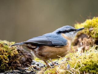 Kleiber (Sitta europaea)