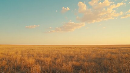 Obraz premium Golden Grassland Under a Peaceful Sunset Sky