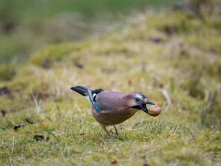 Eichelhäher (Garrulus glandarius)