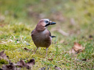 Eichelhäher (Garrulus glandarius)