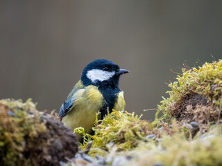 Kohlmeise (Parus major)