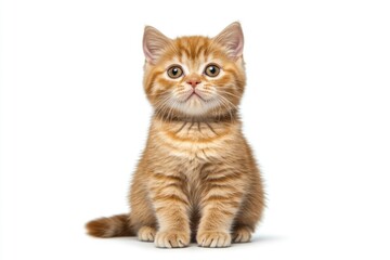 Obraz premium A small orange kitten sitting on a white surface