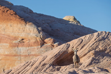 Desert Bighorn Sheep in Winter in the Valley of Fire State Park Nevada