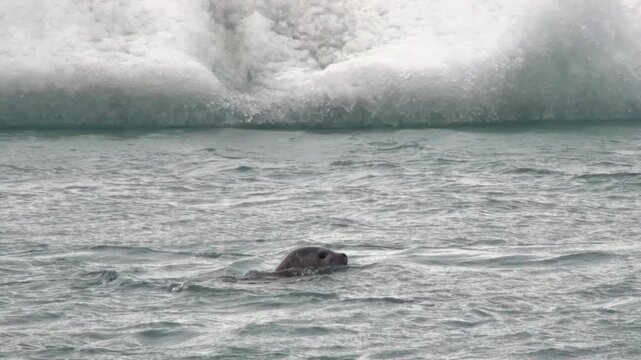 Robben spielen im Eissee, Gletscherlagune, J&ouml;kuls&aacute;rl&oacute;n in Island, Phoca vitulina