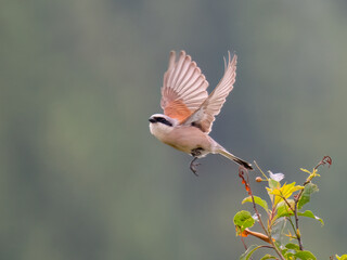 Neuntöter (Lanius collurio)