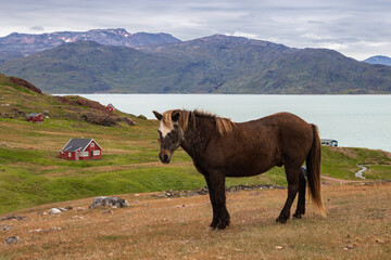 Hiking from Tasiusak to Qassiarsuk in south Greenland