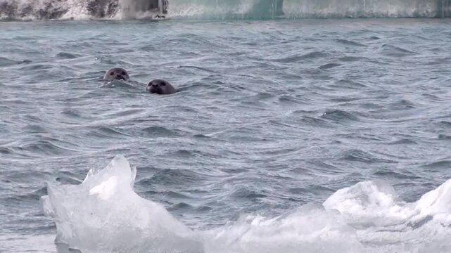Robben spielen im Eissee, Gletscherlagune, J&ouml;kuls&aacute;rl&oacute;n in Island, Phoca vitulina