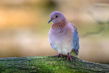 Laughing Dove on a branch. Spilopelia senegalensis, Bioparc, Doué la Fontaine, Doué en Anjou,...