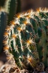 A close-up of a spiky cactus showcasing its vibrant green color and sharp needles.