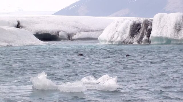 Robben spielen im Eissee, Gletscherlagune, J&ouml;kuls&aacute;rl&oacute;n in Island, Phoca vitulina