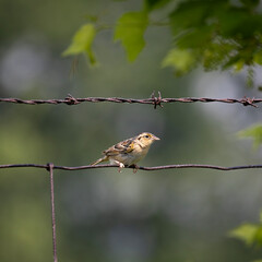 Grasshopper sparrow Ammodramus savannarum perched on a rusty wire fence