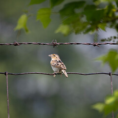 Back view of a grasshopper sparrow Ammodramus savannarum perched on a rusty wire fence