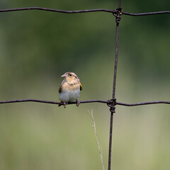 Grasshopper sparrow Ammodramus savannarum perched on a rusty wire fence