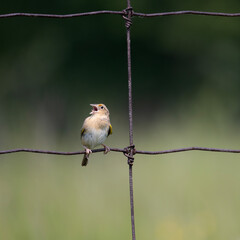 Grasshopper sparrow Ammodramus savannarum singing while perched on a rusty wire fence