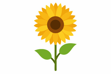 sunflower isolated on white