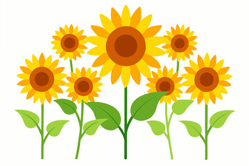 Obraz premium sunflower isolated on white background