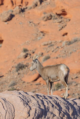 Desert Bighorn Sheep in Winter in the Valley of Fire State Park Nevada