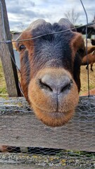 goat Capra hircus is a domesticated species of goat-antelope typically kept as livestock. It was...