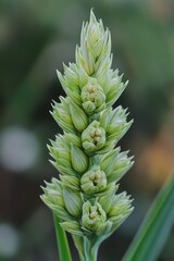 A detailed view of a plant's foliage