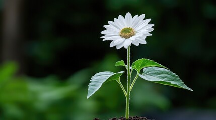 White Sunflower Sprout in Soil