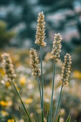 Fototapeta premium A close-up shot of a plant with colorful flowers blooming in the background