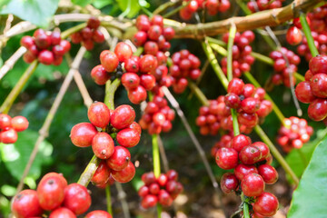 Coffee Bean Harvest: Vibrant red coffee beans ripen on a branch,  signaling a fruitful harvest. The lush green foliage provides a backdrop for the abundant clusters of coffee beans.