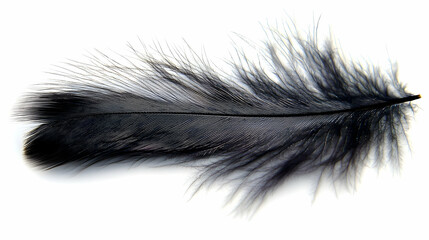 Single black feather isolated on white background; nature detail, light, shadow, texture. Use website, design, print