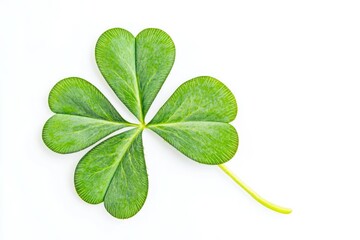 A rare and unique four-leaf clover sits on a clean white surface