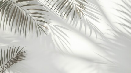 Obraz premium Serene Palm Leaf Shadows on White Background