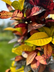 Croton Icetone (Codiaeum variegatum pictum Iceton) houseplant for home interior or outdoors decoration, close-up. Types of plants and biodiversity © kilimni