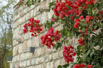  Scarlet flowers on a stone wall in November in Budva Montenegro. High quality photo