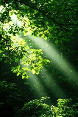 Obraz premium Sunlight filters through leaves in a forest, creating a peaceful atmosphere