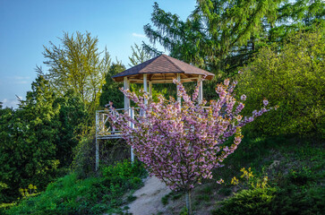 Sakura against the backdrop of a gazebo blooming in a city park.