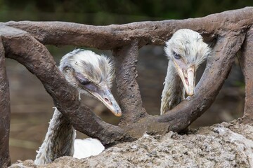Close-Up of Two Ostriches