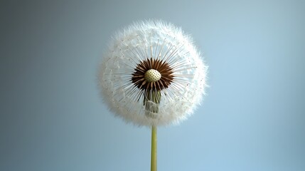 Fototapeta premium Minimalist and elegant composition of a single dandelion flower against a clean pure white background with sharp details studio lighting and ample copy space for text or design elements