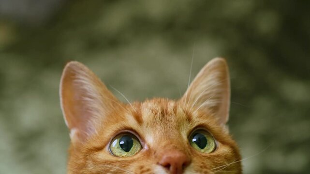 Sitting  ginger cat looking up and playing, slow motion. Funny, active cat plays close-up on green background. Cute domestic pet try grab something. 4k footage. 