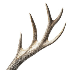 Fototapeta premium Detailed elk antler in macro closeup photography on white