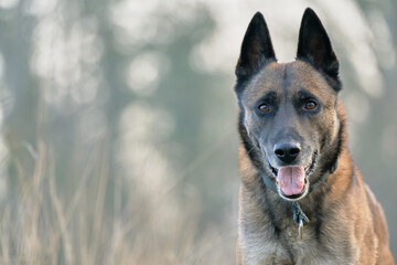 Malinois