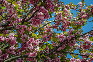 Blooming sakura branches against the blue sky in a city park.