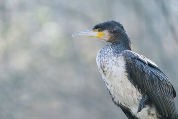 Cormoran