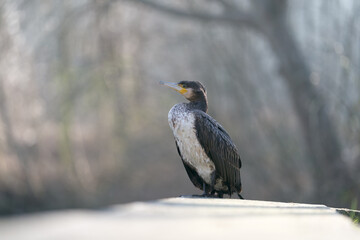 Cormoran