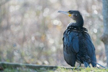 Cormoran