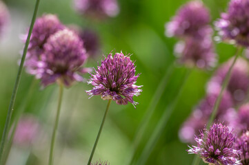 Allium Sphaerocephalon round headed garlic plant in bloom, purple bald head flowering ornamental onion
