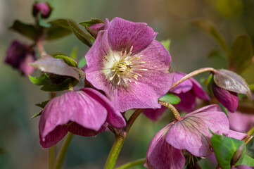 Helleborus purpurascens pink purple early spring flowering plant, beautiful flowers in bloom with green leaves