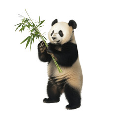 Obraz premium Panda on hind legs with bamboo in studio setting